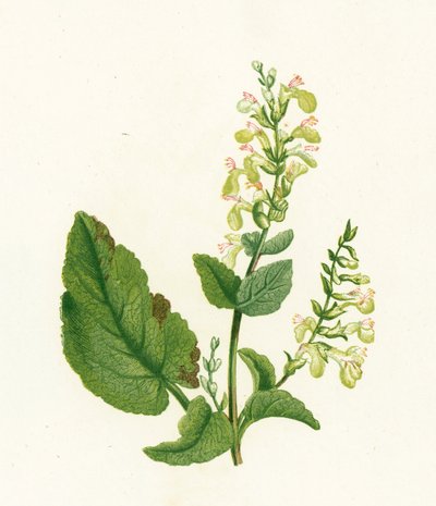 Salvia de Bosque, Teucrium Scorodonia de English School